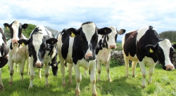 Traitement antibiotique sélectif au tarissement chez la vache laitière : enquête auprès des éleveurs
